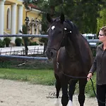 Hotel Hotel *** Plauter Kuria Velky Meder