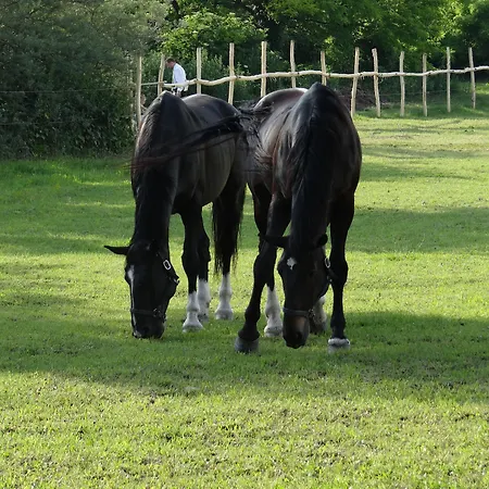 *** Plauter Kuria Otel 3*