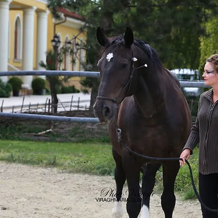 Otel *** Plauter Kuria Veľký Meder