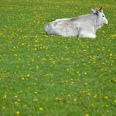 *** Plauter Kúria Hotel 3*